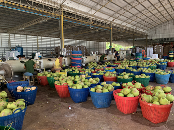 80 Persen Kelapa Thailand Dikirim ke China, Mengapa?